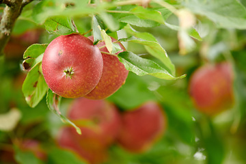 Image showing Nature, fruit and apple on trees in farm for agriculture, orchard farming and harvesting. Growth, sustainability and closeup of green or red apples growing for organic, healthy or natural produce