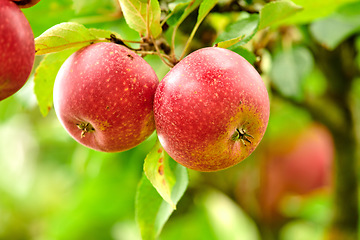 Image showing Nature, organic and apples on a tree in a garden or sustainable, agriculture or agro environment. Health and eco friendly and succulent red fruit or fresh, raw and sweet produce on a plant in a field