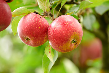 Image showing Nature, sustainable and apples on tree on farm or outdoor, agriculture or agro environment. Health, eco friendly and succulent red fruit or fresh, raw and sweet produce on plant in field for harvest.