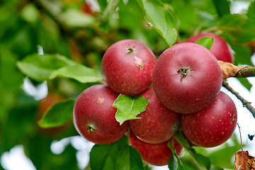 Image showing Agriculture, natural and apples on tree in garden or sustainable, harvesting or agro environment. Nature, leaves and closeup of succulent red fruit or fresh, raw and sweet produce on plant in field.