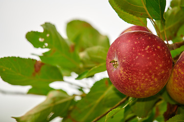 Image showing Nature, agriculture and apples on a branch on a farm or sustainable, natural or agro environment. Harvest, eco friendly and succulent red fruit or fresh, raw and sweet produce on a plant in a field.