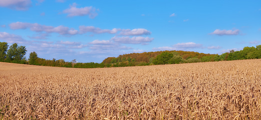 Image showing Landscape, wheat field and clouds on blue sky for countryside, farming or eco friendly background. Sustainability, growth and gold grass or grain development on empty farm for agriculture industry