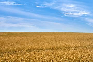 Image showing Wheat field, farming and blue sky with clouds for countryside, landscape or eco friendly background. Sustainability, growth and golden grass or grain development on empty farm in agriculture industry