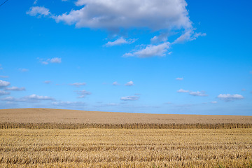 Image showing Gold wheat field on blue sky and clouds background for countryside, landscape or eco friendly farming. Sustainability, growth and grass or grain development on empty farm for agriculture industry