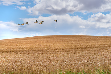 Image showing Nature, wheat and birds in the sky on a farm with clouds in a sustainable and eco friendly countryside. Agriculture, ecology and harvest on an outdoor natural cornfield with grain landscape in spring