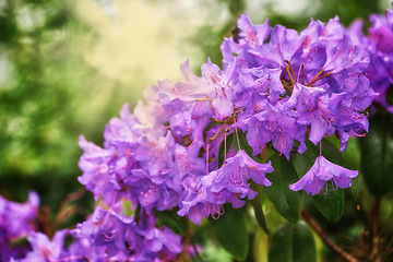 Image showing Closeup, environment and flowers in springtime, nature and growth with season, ecology or weather. Natural, landscape or plant with light, green or beauty in a garden, eco friendly and sustainability