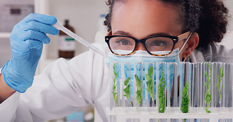 Image showing Science, test tube and plant with woman in laboratory for medical, pharmacy and research. Biotechnology, growth and healthcare study with scientist and focus for sustainability, vaccine and medicine