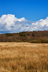 Image showing Nature, landscape and field of wheat with blue sky for farming, earth and meadow in countryside. Sustainability, natural background and scenic view of ecosystem, environment and ecology landscape