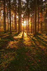 Image showing Trees, autumn season and sun ray in forest, woods or wilderness in the nature outdoors. Tall tree, backgrounds and plant growth with sunshine, field and sunset view of the natural park environment