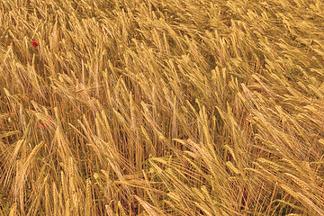 Image showing Landscape of nature, harvest and field of wheat for farming, agriculture and crops in countryside. Meadow background, sustainability and closeup of barley, grain or rye plants in natural environment