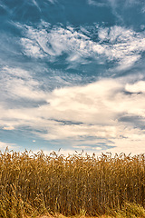 Image showing Nature, countryside and field of wheat with blue sky for farming, agriculture and harvest crop. Farm landscape, meadow background and scenic view of barley, grain or rye plants in natural environment