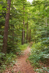 Image showing Trees, path and hiking trail in nature for outdoor travel, scenery and natural leaves in the woods. View of tall tree row in growth, plants or bushes with dirt pathway for trekking in the rain forest