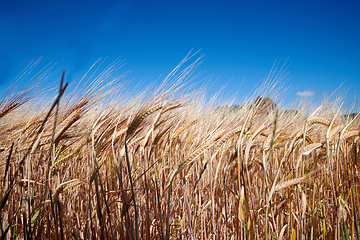 Image showing Nature, harvest and field of wheat with blue sky for farming, agriculture and crops in countryside. Farm landscape, meadow background and closeup of barley, grain or rye plants in natural environment