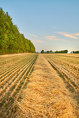 Image showing Nature, farm and field of wheat for harvest with lines for farming, agriculture and crops in countryside. Landscape, meadow background and growth of barley, grain or rye plants in natural environment