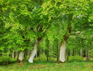 Image showing Big trees, green leaves and grass in nature of natural trunks and branches for sustainability, agriculture or life outdoors. Bunch of tall tree with greenery, leaf or plant growth in Australia forest