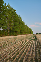 Image showing Agriculture, harvest and field of wheat on farm with row for farming, countryside and crops in nature. Landscape, meadow background and lines of barley, grain and rye plants in natural environment