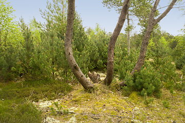 Image showing Trees, green leafs and grass in nature of natural oak trunks and branches for sustainability, agriculture or life outdoors. Bunch of tall tree with leaves or plants in forest or woods in countryside