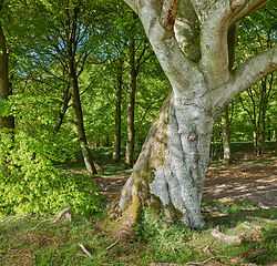 Image showing Big tree, green leafs and grass in nature of natural oak trunks and branches for sustainability, agriculture or life outdoors. Tall trees with leaves or plants in forest or park in the countryside