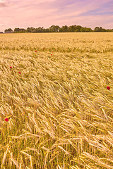 Image showing Agriculture, environment and sunset with wheat in field for farming, sustainability and growth. Nature, landscape and plant with grain in countryside meadow for ecology, barley harvest and energy