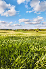 Image showing Field, farming and clouds on blue sky for wheat, countryside or eco friendly background with green grass or plants. Sustainability, growth and grain development on empty farm or agriculture landscape