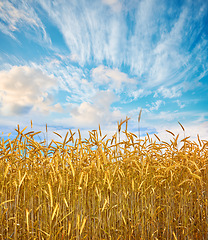 Image showing Agriculture, environment and blue sky with wheat in field for farming, sustainability and growth. Nature, landscape and plant with grain in countryside meadow for ecology, barley harvest and energy