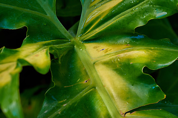 Image showing Nature, tropical and plant with closeup of leaf for environment, forest and natural texture. Garden, growth and jungle with green leaves in backyard for ecology, sustainability and spring