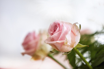 Image showing Closeup of bouquet of pink rose, nature and flowers with botany, gift and celebration with romance or friendship. Plant, botanical and love with symbol of affection, natural and floral with blossom