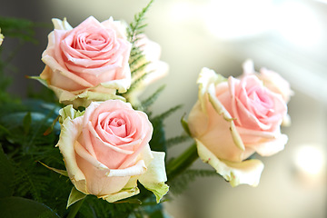 Image showing Closeup of bouquet of pink roses, nature and flowers with botany, gift and celebration with romance or friendship. Plant, botanical and love with symbol of affection, natural and floral with blossom