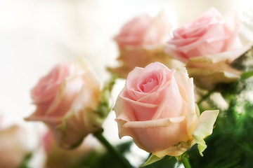 Image showing Pink, roses and bouquet closeup for nature, floral and gift, birthday or love celebration with empty background. Beautiful flowers with pastel color for home decoration in living room or house plant