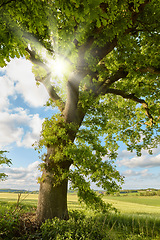 Image showing Wood, tree with sunshine and nature environment in countryside with blue sky outdoors. Spring or summer time, agriculture or ecology and green trees in the daylight outside for plant growth.