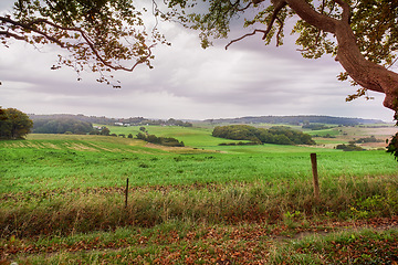 Image showing Nature, environment and landscape with field in countryside for grass, sustainability and spring. Green, forest and trees with peaceful meadow in Denmark for ecology, plants and travel adventure