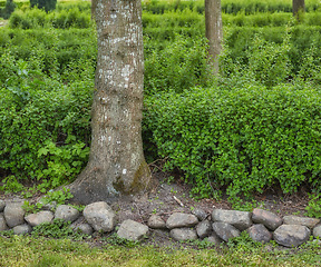 Image showing Garden, tree and bark in backyard with landscape or plants or greenery with rocks in the outdoor. Nature, leaf and tree with gardening or maintenance with lawn in environment or countryside.