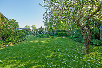 Image showing Gardening, trees and grass in backyard for landscape in spring or summer in the country. Plant, lawn and garden with flowers or bush or sun in nature with space for maintenance in the outdoor.