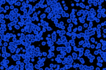 Image showing Cocci bacteria strain