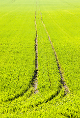 Image showing real organic green wheat field