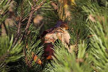 Image showing pine and dry leaf