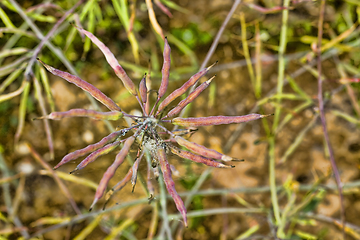 Image showing canola seed pods