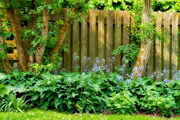 Image showing Fence, grass and backyard with plants in garden with flowers in nature with tree in summer. Trees, garden and fences with bush or plant in the outdoor with sun or creative growth in the environment.