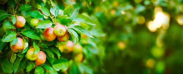 Image showing Apple, tree and plants, growth and nature for sustainable farming and agriculture or garden background. Banner of red and green fruits growing on trees for healthy food, harvest and sustainability