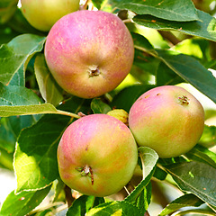 Image showing Apples, branch and closeup of plants in nature for eco growth, sustainable farming and agriculture or nutrition background. Red and green fruits grow in orchard for healthy food, harvest and trees