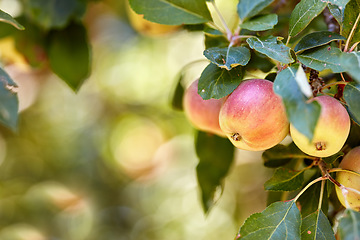 Image showing Garden, apple and red fruit on tree with leaves, green plant and agriculture or sustainable farm with bokeh. Nature, apples and healthy food from farming, plants and natural fiber for nutrition