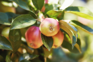 Image showing Apple, garden and red fruit on tree or branch with leaves, green plant and agriculture or sustainable farm. Nature, apples and healthy food from farming, plants and natural fiber for nutrition