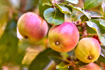 Image showing Garden, apple and red fruit on tree or branch with leaves, green plant and agriculture or sustainable farm. Nature, apples and healthy food from farming, plants and natural fiber for nutrition