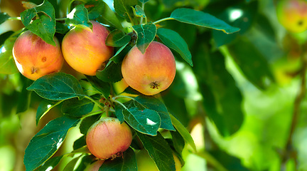 Image showing Apple, red fruit and tree in garden or branch with leaves, green plant and agriculture or sustainable farm. Nature, apples and healthy food from farming, plants and natural fiber for nutrition