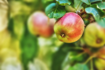 Image showing Apple, garden and red fruit on tree or branch with leaves, green plant and agriculture or sustainable farm. Nature, apples and healthy food from farming, plants and natural fiber for nutrition