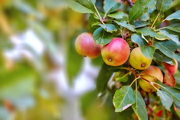 Image showing Garden, apple and red fruit on tree or branch with leaves, green plant and agriculture or sustainable farm. Nature, apples and healthy food from farming, plants and natural fiber for nutrition