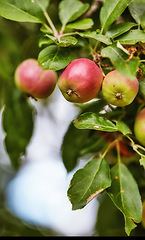 Image showing Apples, trees and closeup of plants in nature for growth, sustainable farming and agriculture or garden background. Red and green fruits growing in orchard for healthy food, harvest or sustainability