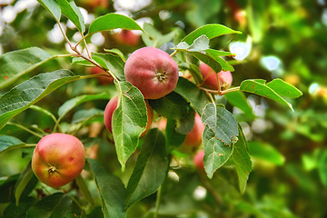 Image showing Red apple, trees and green plants in nature for sustainable farming, growth or agriculture in garden background. Fruits growing on leaves in forest for healthy food production, agro industry or field