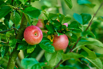 Image showing Red apple, trees and plants in nature for sustainable farming, growth and agriculture or garden background. Closeup of fruits growing on leaves in forest for healthy food, harvest and sustainability