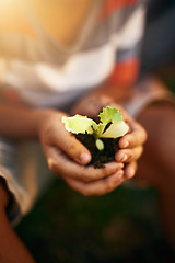 Image showing Hands of kid, soil or plant in garden for sustainability, agriculture care or farming development. Backyard, natural growth or closeup of blurry child hand holding sand or planting for learning agro